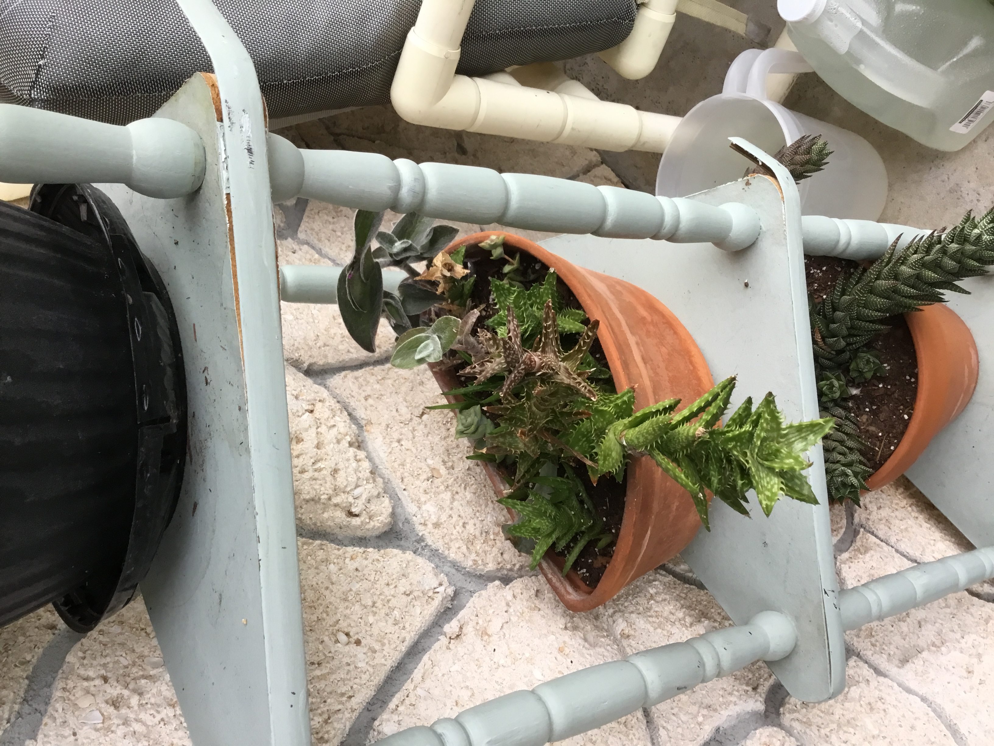 Succulent Mix (half clay pot).jpg